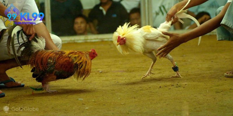 Mẹo chọn gà đá hay qua màu lông và cấu trúc vảy