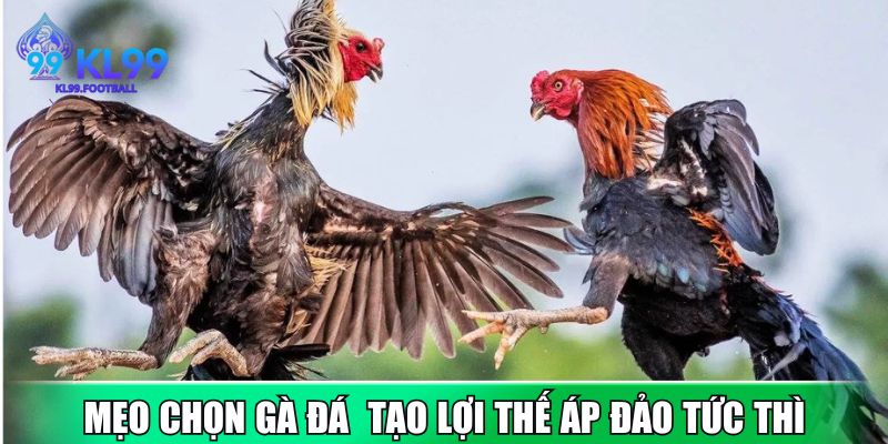 Mẹo chọn gà đá