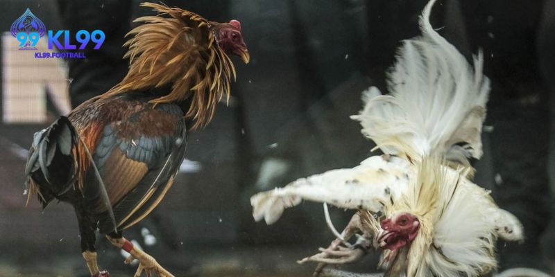 Mẹo chọn giống gà chiến thắng cao trong đá gà cựa sắt